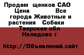 Продам ,щенков САО. › Цена ­ 30 000 - Все города Животные и растения » Собаки   . Тверская обл.,Нелидово г.